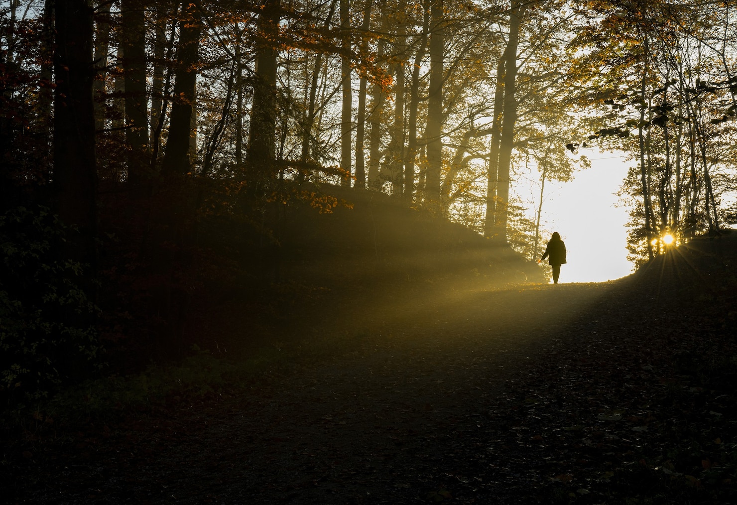 A person walks along a wooded path through strong low sunlight and long shadows.