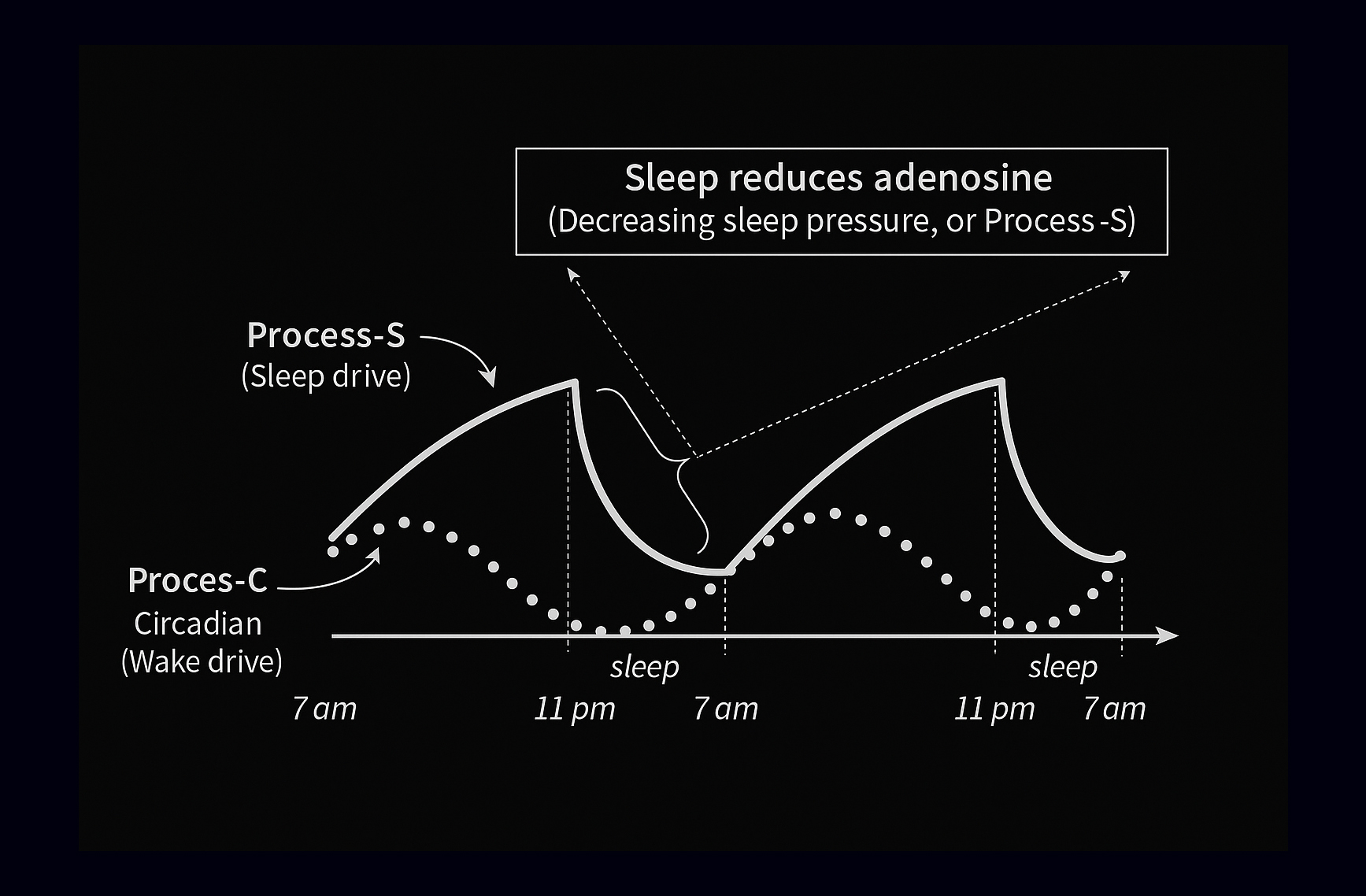 Diagram illustrating the interaction between sleep drive and circadian wake drive over two days. The chart shows two main curves: Process-S (sleep drive) rising during wakefulness and falling during sleep, and Process-C (circadian wake drive) following a rhythmic pattern. Text in the image reads: Sleep reduces adenosine (Decreasing sleep pressure, or Process-S). Additional labels include Process-S (Sleep drive), Process-C Circadian (Wake drive), and time markers for 7 am, 11 pm, and sleep periods. The emotional tone is informative and scientific, with a clear and structured layout on a dark background.