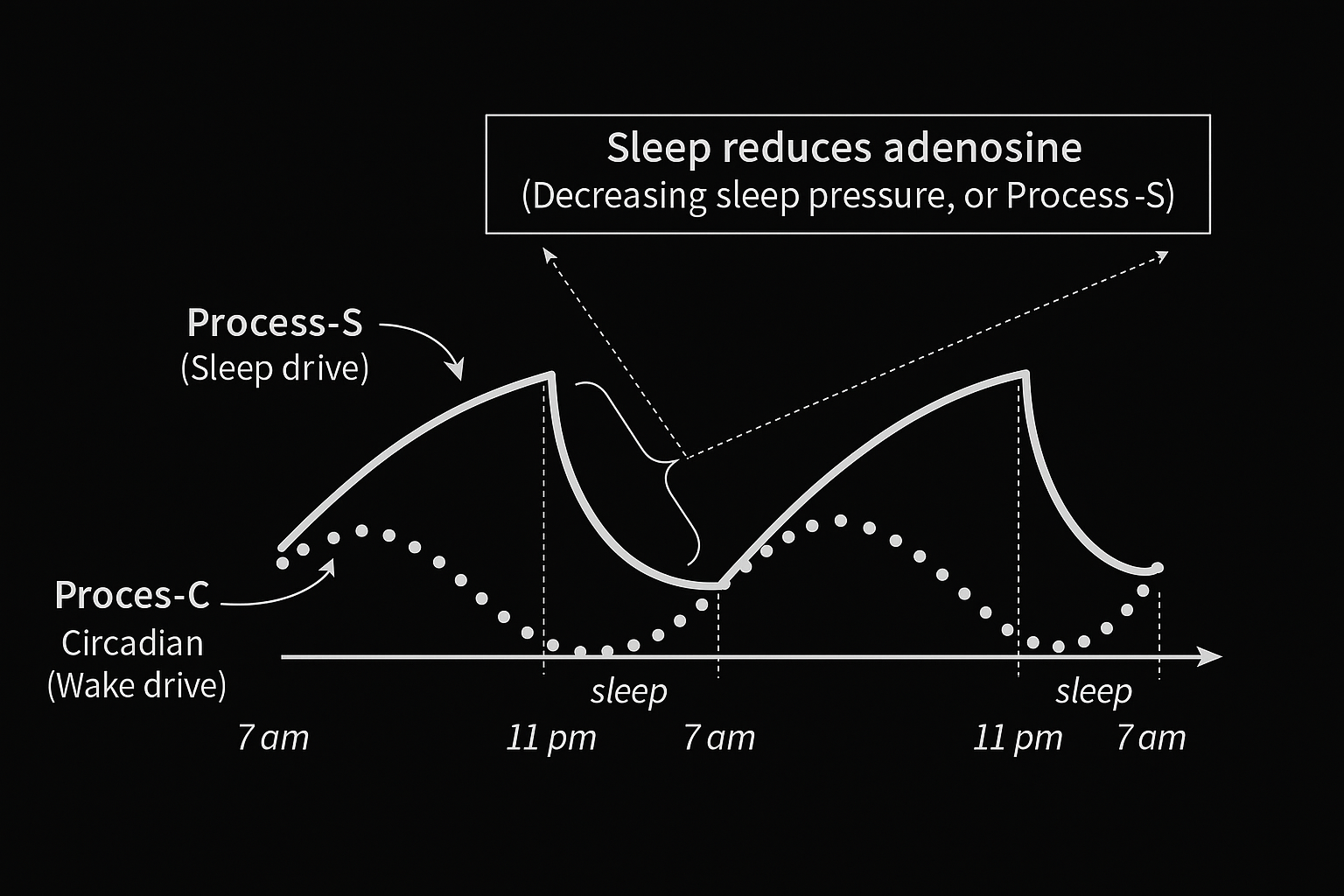 Diagram illustrating the relationship between sleep pressure and circadian wake drive over two days. The chart shows two curves: Process S representing sleep drive, which rises during waking hours and drops during sleep, and Process C representing circadian wake drive, which fluctuates in a wave pattern. Sleep reduces adenosine, decreasing sleep pressure, as indicated by a labeled box and arrows. The timeline runs from 7 am to 7 am the next day, with sleep periods marked from 11 pm to 7 am. The background is black, and the overall tone is educational and informative. Text in the image includes: Sleep reduces adenosine (Decreasing sleep pressure, or Process-S), Process-S (Sleep drive), Process-C Circadian (Wake drive), sleep, 7 am, 11 pm.